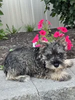 Mc. Donald , a male Miniature Schnauzer for sale in Seneca Falls, NY – 5 of 5