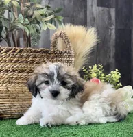 Lucky , a male Bichon Frise and Lhasa Apso for sale in Seneca Falls, NY – 1 of 5