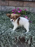 Rosey, a female Papillon for sale in Seneca Falls, NY – 3 of 4