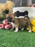 Fern , a female Chihuahua for sale in Seneca Falls, NY – 5 of 5