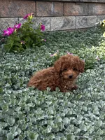 Pluto, a male Poodle - Toy  for sale in Seneca Falls, NY – 3 of 6