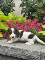 Dutch, a male Miniature Dachshund for sale in Seneca Falls, NY – 5 of 5