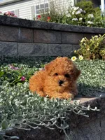 Paisley , a female Poodle - Toy  for sale in Seneca Falls, NY – 2 of 6