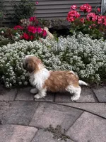 Tessa, a female Shih Tzu for sale in Seneca Falls, NY – 2 of 6