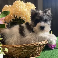 Kane, a male Miniature Schnauzer for sale in Seneca Falls, NY – Photo 2 of 6