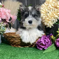Kane, a male Miniature Schnauzer for sale in Seneca Falls, NY – Photo 5 of 6