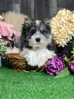 Kane, a male Miniature Schnauzer for sale in Seneca Falls, NY – Photo 5 of 6