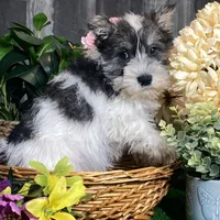 Kane, a male Miniature Schnauzer for sale in Seneca Falls, NY – Photo 6 of 6
