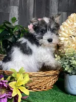 Kane, a male Miniature Schnauzer for sale in Seneca Falls, NY – Photo 6 of 6