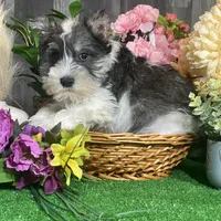 Kane, a male Miniature Schnauzer for sale in Seneca Falls, NY – Photo 4 of 6