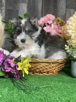 Kane, a male Miniature Schnauzer for sale in Seneca Falls, NY – Photo 4 of 6