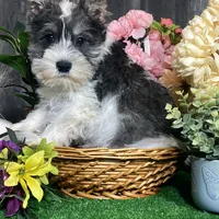 Kane, a male Miniature Schnauzer for sale in Seneca Falls, NY – Photo 3 of 6