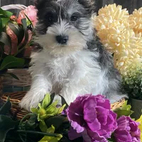 Kane, a male Miniature Schnauzer for sale in Seneca Falls, NY – Photo 1 of 6