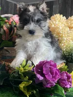 Kane, a male Miniature Schnauzer for sale in Seneca Falls, NY – Photo 1 of 6