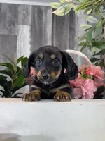 Donna , a female Miniature Dachshund for sale in Seneca Falls, NY – 2 of 5