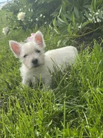 Wanda, a female West Highland White Terrier for sale in Seneca Falls, NY – 2 of 5