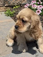 Chief, a male Cocker Spaniel for sale in Seneca Falls, NY – 6 of 8