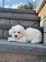 Bella, a female Bichon Frise for sale in Seneca Falls, NY – 2 of 4