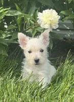 Wanda, a female West Highland White Terrier for sale in Seneca Falls, NY – 5 of 5