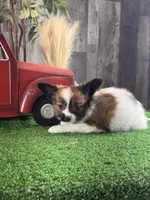 Reba , a female Papillon for sale in Seneca Falls, NY – 4 of 5