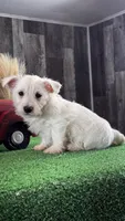 Wanita, a female West Highland White Terrier for sale in Seneca Falls, NY – Photo 4 of 5