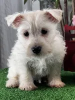 Wanita, a female West Highland White Terrier for sale in Seneca Falls, NY – Photo 2 of 5