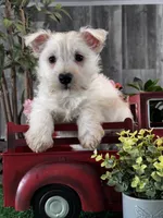Wanita, a female West Highland White Terrier for sale in Seneca Falls, NY – Photo 1 of 5