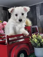 Wanita, a female West Highland White Terrier for sale in Seneca Falls, NY – Photo 3 of 5