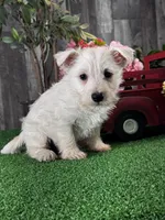 Wanita, a female West Highland White Terrier for sale in Seneca Falls, NY – Photo 5 of 5