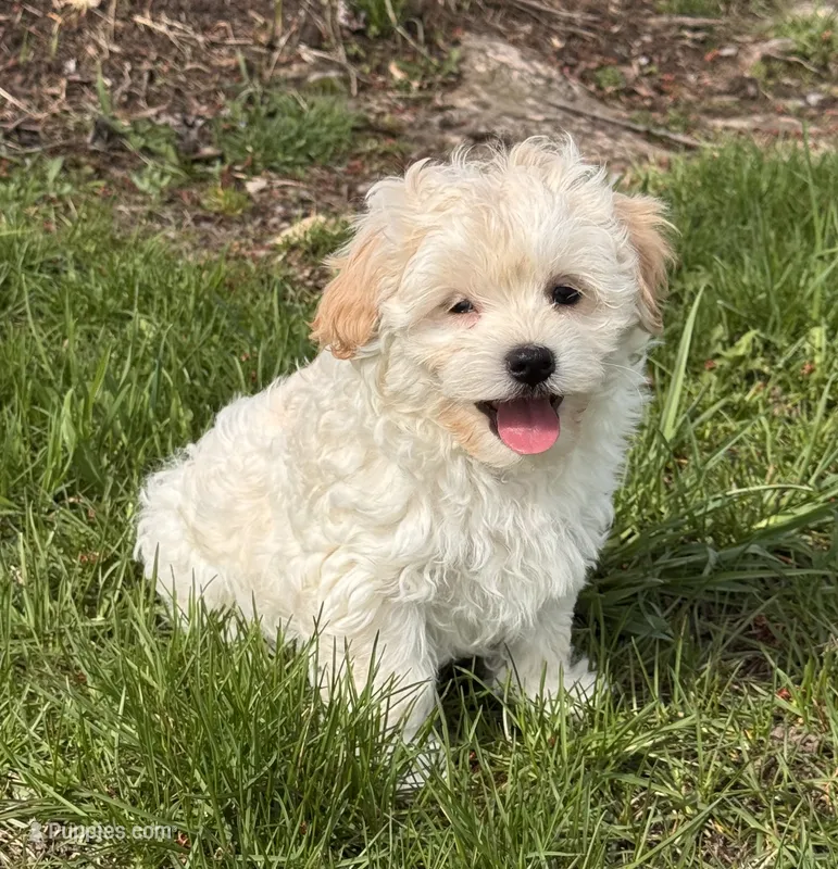Harlow, a male Havanese for sale in Seneca Falls, NY – 1 of 5