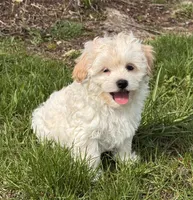 Harlow, a male Havanese for sale in Seneca Falls, NY – 1 of 5
