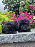 Annabelle, a female Lhasapoo for sale in Seneca Falls, NY – 2 of 5