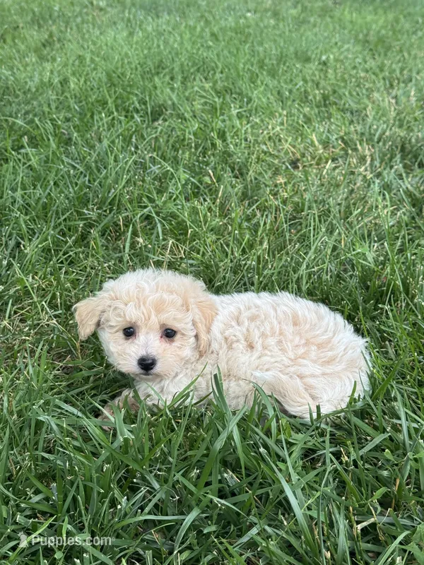 Belle – Bichpoo puppy for sale in Seneca Falls, NY