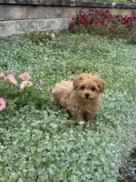 Preston, a male Poodle - Toy  for sale in Seneca Falls, NY – 7 of 7