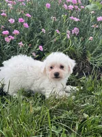 Bear, a male Bichpoo for sale in Seneca Falls, NY – 4 of 5