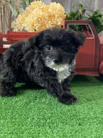 Paco, a male Yorkipoo for sale in Seneca Falls, NY – Photo 2 of 3
