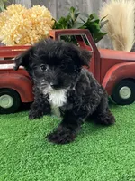 Paco, a male Yorkipoo for sale in Seneca Falls, NY – Photo 3 of 3