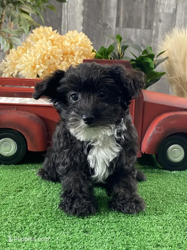 Paco – Yorkipoo puppy for sale in Seneca Falls, NY