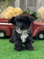 Paco, a male Yorkipoo for sale in Seneca Falls, NY – Photo 1 of 3