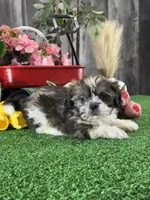 Sydney , a male Shih Tzu for sale in Seneca Falls, NY – 4 of 5