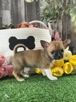 Fern , a female Chihuahua for sale in Seneca Falls, NY – 2 of 5