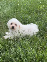 Bear, a male Bichpoo for sale in Seneca Falls, NY – 3 of 5