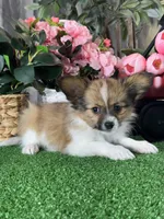 Ranger, a male Papillon for sale in Seneca Falls, NY – Photo 4 of 4