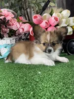 Ranger, a male Papillon for sale in Seneca Falls, NY – Photo 3 of 4