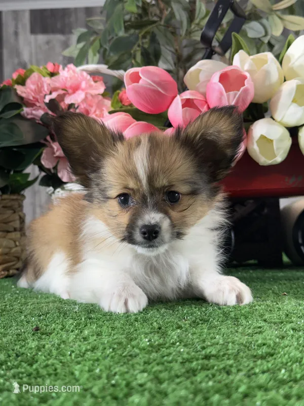 Ranger, a male Papillon for sale in Seneca Falls, NY – Photo 1 of 4