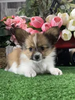 Ranger, a male Papillon for sale in Seneca Falls, NY – Photo 1 of 4