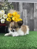 Ranger, a male Papillon for sale in Seneca Falls, NY – Photo 2 of 4