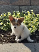 Rosie , a female Papillon for sale in Seneca Falls, NY – 2 of 5