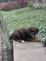 Xander, a male Shihpoo for sale in Seneca Falls, NY – 4 of 6