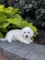 Bradley, a male Bichon Frise for sale in Seneca Falls, NY – 3 of 6